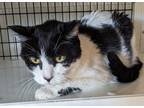 Adopt Tiffy a Domestic Mediumhair / Mixed (short coat) cat in St Augustine