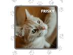 Adopt Frisky a Domestic Shorthair / Mixed (short coat) cat in Elbow Lake