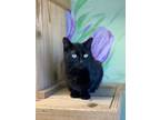 Adopt Ebony a Domestic Shorthair / Mixed (short coat) cat in Elbow Lake