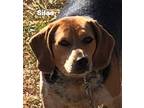 Adopt Silas a Tricolor (Tan/Brown & Black & White) Beagle / Mixed dog in