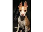 Adopt Shertbert a Red/Golden/Orange/Chestnut - with White Basenji / Rat Terrier