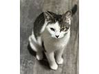Adopt Rhea a White (Mostly) Domestic Shorthair (short coat) cat in Westfield