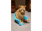 Adopt Gryffon a Orange or Red Tabby American Shorthair / Mixed (short coat) cat