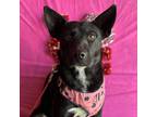 Adopt Kristin a Black Australian Cattle Dog / Labrador Retriever / Mixed dog in