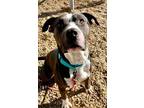 Adopt BON JOVI a Black - with White American Staffordshire Terrier / American