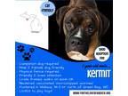 Adopt Kermit a Brindle - with White Boxer / Mixed dog in Wallace, MI (40648345)