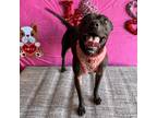 Adopt Waffles a Black American Pit Bull Terrier / Labrador Retriever / Mixed dog