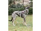 Adopt Fable a Merle German Shepherd Dog / Great Dane / Mixed dog in Northport