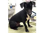 Adopt 160922 a Black Dachshund / Mixed Breed (Medium) / Mixed (short coat) dog