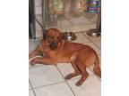 Adopt Gracie a Red/Golden/Orange/Chestnut German Shepherd Dog / Golden Retriever