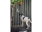 Adopt Rudy a White - with Black Terrier (Unknown Type, Medium) / Pit Bull