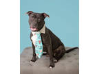 Adopt Jackson a Black Mixed Breed (Small) / Mixed Breed (Medium) / Mixed (short