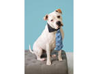 Adopt Brutus a White Mixed Breed (Small) / Mixed Breed (Medium) / Mixed (short