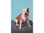 Adopt Rory a Brown/Chocolate Mixed Breed (Small) / Mixed Breed (Medium) / Mixed