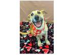 Adopt Cain a White - with Tan, Yellow or Fawn Husky / Mixed dog in Corning