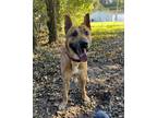 Adopt Helix a Tan/Yellow/Fawn Mixed Breed (Small) / Mixed Breed (Medium) / Mixed