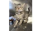 Adopt BoJangles a All Black Domestic Shorthair / Mixed Breed (Medium) / Mixed