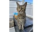 Adopt Malcolm a Brown Tabby Domestic Shorthair / Mixed Breed (Medium) / Mixed