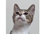 Adopt Luca a Brown Tabby Domestic Shorthair (short coat) cat in Dundee