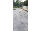 Adopt Rocko a White - with Black Dogo Argentino / Mixed dog in Riverview