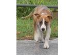 Adopt Prin a Brindle - with White German Shepherd Dog / Black Mouth Cur / Mixed