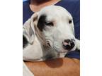 Adopt Kylo a White - with Black Terrier (Unknown Type, Medium) / Pit Bull