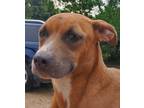 Adopt Josie a Red/Golden/Orange/Chestnut - with White Beagle / Mixed dog in