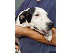Adopt Jax a White - with Black Terrier (Unknown Type, Medium) / Pit Bull Terrier