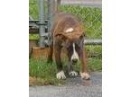 Adopt Gibb a Brindle - with White German Shepherd Dog / Black Mouth Cur / Mixed