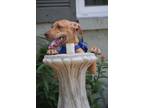 Adopt Copper a Red/Golden/Orange/Chestnut - with White Boxer / Pit Bull Terrier