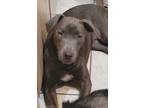 Adopt Bettsie a Gray/Silver/Salt & Pepper - with White Pit Bull Terrier /