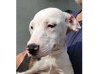Adopt Annie a White - with Black Terrier (Unknown Type, Medium) / Pit Bull