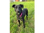 Adopt Pepper a Black Mixed Breed (Medium) / Mixed dog in Shreveport