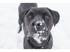 Adopt Titus a Mastiff / Mixed Breed (Medium) / Mixed dog in Lansing