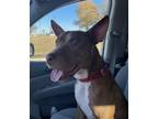 Adopt K. Cookie a Brown/Chocolate - with White Labrador Retriever / American Pit