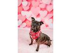 Adopt Faith a Brindle American Staffordshire Terrier / Mixed dog in Freehold