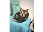 Adopt Robbie a Brown Tabby Domestic Shorthair (short coat) cat in Xenia