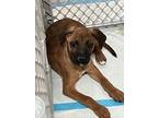 Adopt Puppy #1 a Brown/Chocolate - with White Shar Pei / Boxer / Mixed dog in