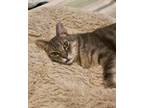 Adopt Dynamite a Gray, Blue or Silver Tabby Domestic Shorthair (short coat) cat