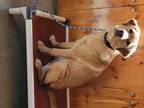 Adopt Tessa a Red/Golden/Orange/Chestnut Labrador Retriever / Mixed dog in