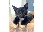 Adopt Oreo a Black (Mostly) American Shorthair (short coat) cat in Lincolnton