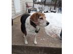 Adopt Olive a Tricolor (Tan/Brown & Black & White) Beagle / Mixed dog in