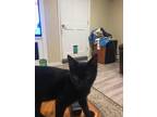 Adopt Dragon Fly a Black (Mostly) Domestic Shorthair (short coat) cat in Painted