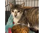 Adopt SUNDAE a Tan or Fawn Tabby Domestic Shorthair (short coat) cat in