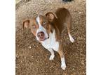 Adopt Scooby a Pointer / Brittany / Mixed dog in Quinlan, TX (39861432)