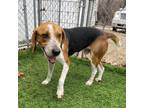 Adopt Luke a Harrier / Mixed dog in Sunrise Beach, MO (40539687)