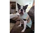 Adopt Agatha a Black Boston Terrier / Mixed Breed (Medium) / Mixed (short coat)