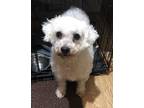 Adopt Alaska a White Bichon Frise / Mixed dog in Berea, KY (39850972)