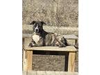 Adopt Stitch a Brindle - with White Australian Cattle Dog / Labrador Retriever /