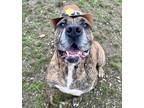 Adopt Goliath a Brindle Cane Corso / Mixed (short coat) dog in Worcester